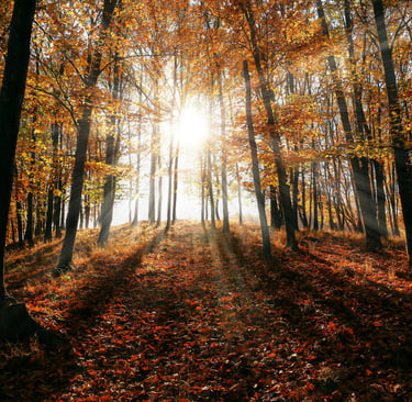 Cami Hoang – Autumn Forest Light | Article Page