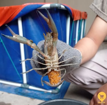 Lobster indukan air tawar