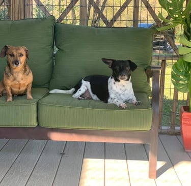 two dogs sitting on a couch in a patio