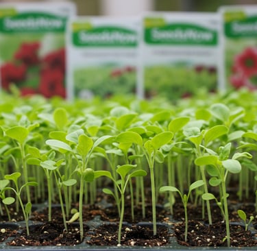 SeedsNow seeds germination healthy seedlings heirloom vegetables high germination rates