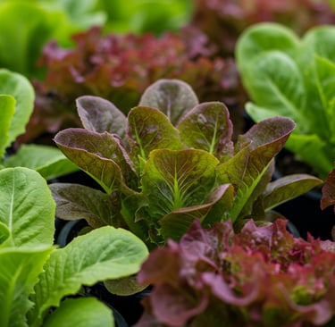 August lettuce varieties containers fall harvest leafy greens succession planting vegetable garden