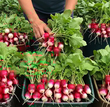 August radishes harvest fast growing vegetables fall crops container gardening root vegetables