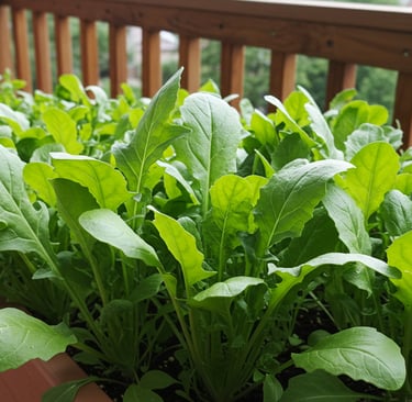 August arugula plants fall greens leafy vegetables container growing late summer planting
