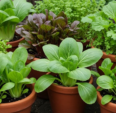 August Asian greens bok choy mizuna fall vegetables oriental greens container gardening