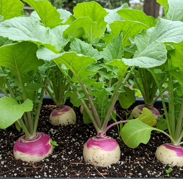 August turnips fall harvest root vegetables leafy greens dual harvest container growing