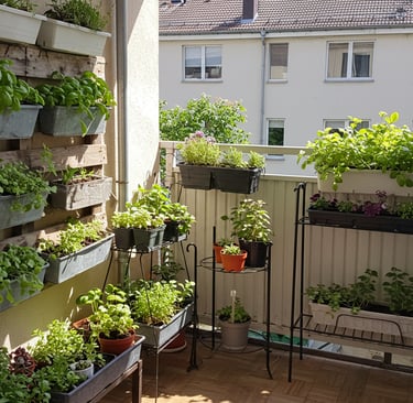 Cherry tomatoes, Balcony Garden, Urban Garden,