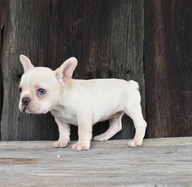 French Bulldog Puppies for Sale