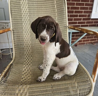 German Shorthaired Pointer Puppies for Sale 