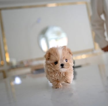 Teacup Maltipoo Puppies for Sale