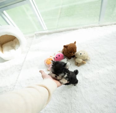 Teacup Morkie puppies for sale