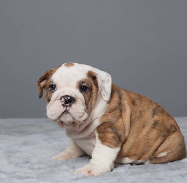 English Bulldog puppies for sale