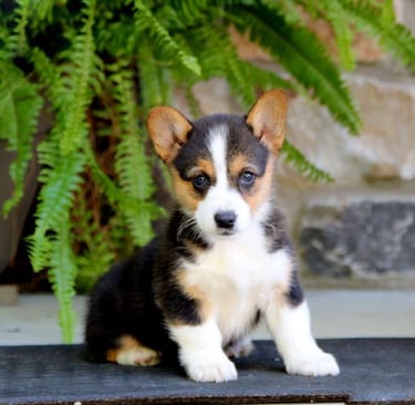 Puppies for Sale 