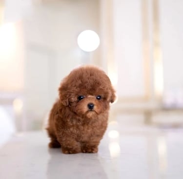 Teacup Maltipoo Puppies for Sale