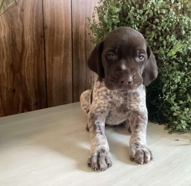 German Shorthaired Pointer Puppies for Sale 