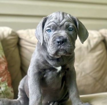 Cane Corso Puppies for Sale