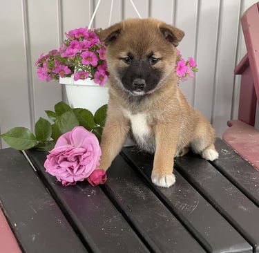 Shiba Inu puppies for sale