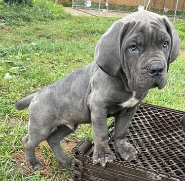 Cane Corso Puppies for Sale