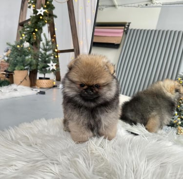 Teacup Pomeranian Puppies for Sale