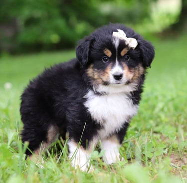 Miniature Australian Shepherd Puppies for Sale
