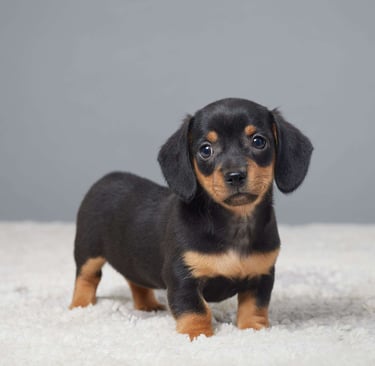 Dachshund puppies for sale