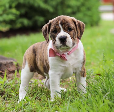 Beabull Puppies for Sale