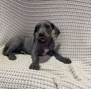 Great Dane Puppies for Sale