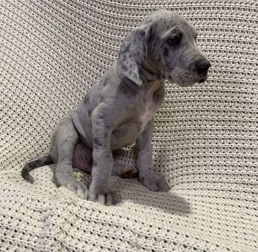 Great Dane Puppies for Sale