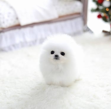 Teacup Pomeranian Puppies for Sale