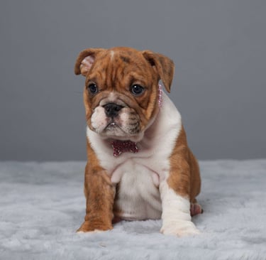 English Bulldog puppies for sale