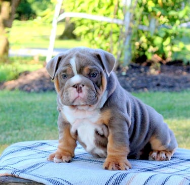 English Bulldog puppies for sale