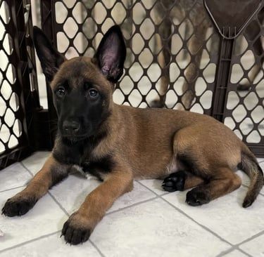 Belgian Malinois Puppies for Sale