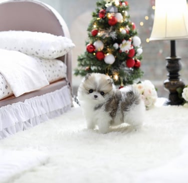 Teacup Pomeranian Puppies for Sale
