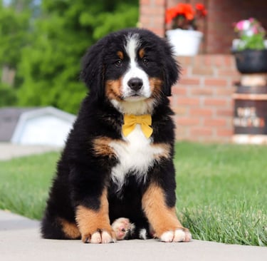 Bernese Mountain puppies for sale