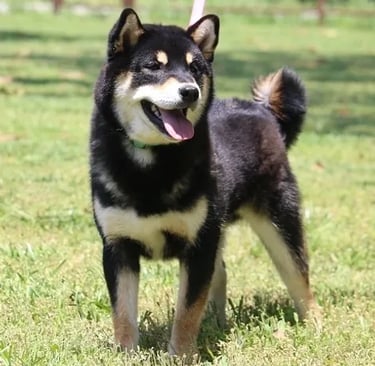 Shiba Inu Care