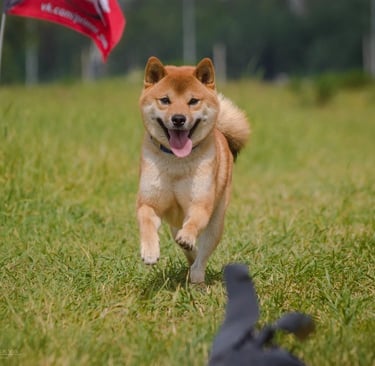Training & Behavior Tips for Shiba Inu Puppies | Addington Shibas