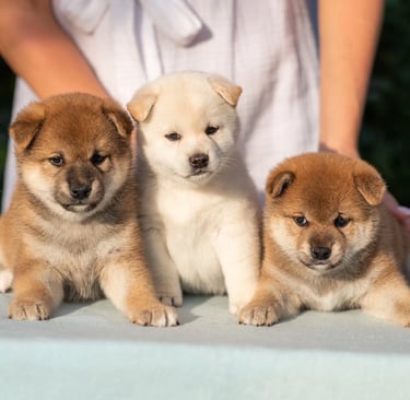 Where to Buy a Shiba Inu Puppy in the USA