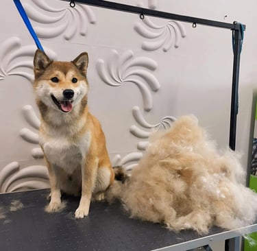 Shiba Inu Grooming & Care Guide