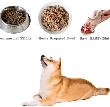 Shiba Inu Nutrition: A Complete Guide to Feeding Your Shiba Inu