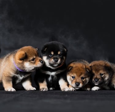 Shiba Inu Health Guide: Top Tips, Common Issues & Proactive Care