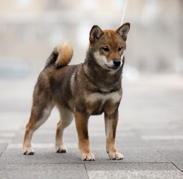 What is Special About Shiba Inu?