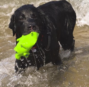Wasserspaß für Hunde