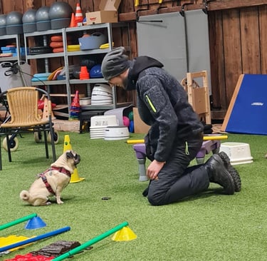 Training mit Hund