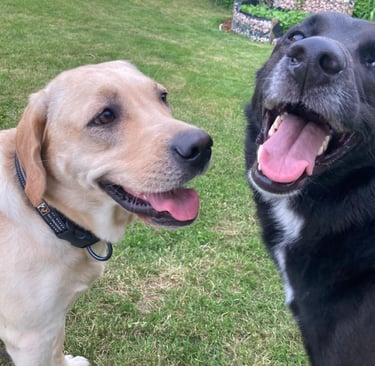 Glückliche Hunde