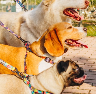 two dogs are walking on a brick walkway