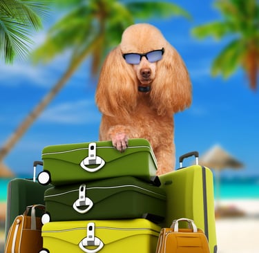 a dog with sunglasses and sunglasses on a beach