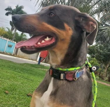 a dog wearing a collared collared dog collared dog collared dog collar