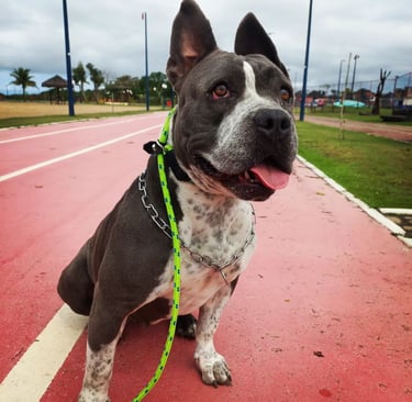 a dog sitting on a leash with a leash attached to a leash