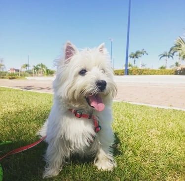 a white dog sitting on the grass with a ball in front of it