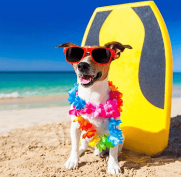 a dog wearing a lei lei lei lei lei lei lei lei lei lei lei lei