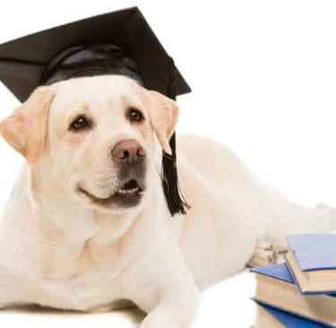 a dog is wearing a graduation cap and a graduation cap